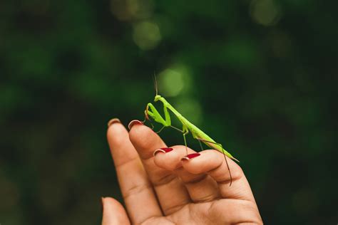 une mante religieuse dans la maison|Mante Religieuse : signification spirituelle